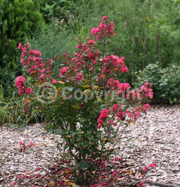 Red blooms; Deciduous