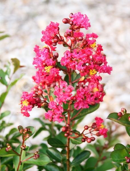 Red blooms; Deciduous