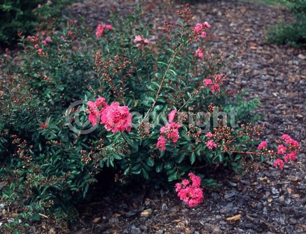 Red blooms; Pink blooms; Deciduous
