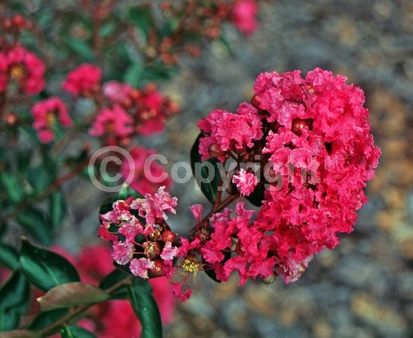 Red blooms; Pink blooms; Deciduous