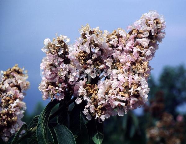 Pink blooms; Deciduous