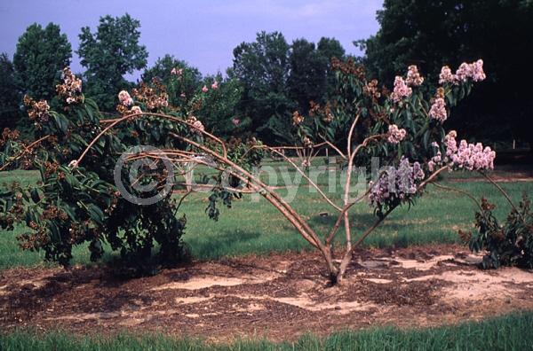 Pink blooms; Deciduous