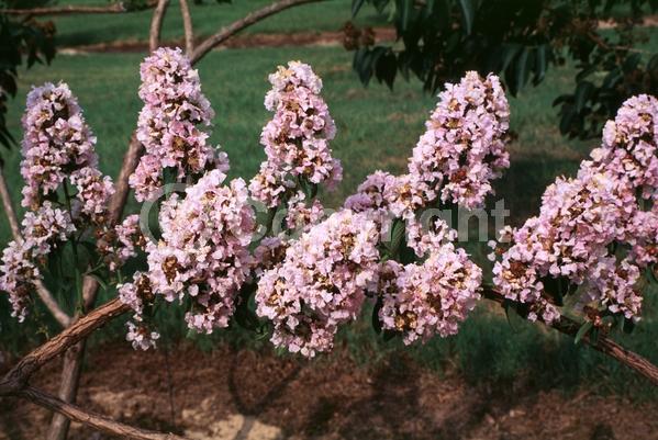 Pink blooms; Deciduous