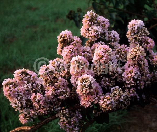 Pink blooms; Deciduous