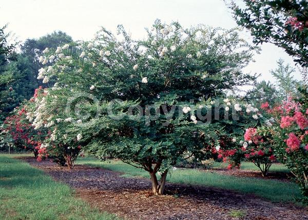 White blooms; Deciduous; Broadleaf