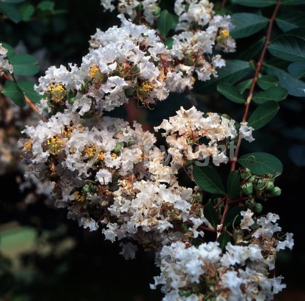 White blooms; Deciduous; Broadleaf