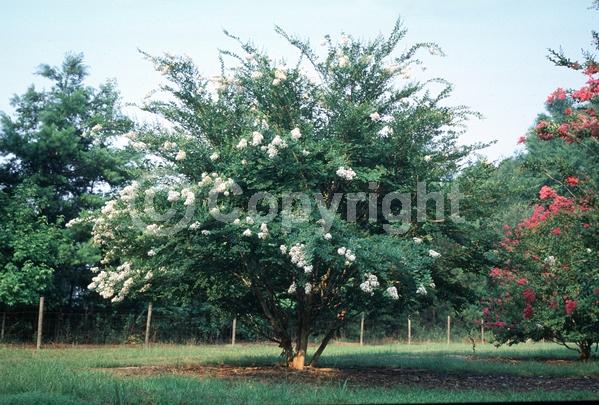 White blooms; Deciduous; Broadleaf