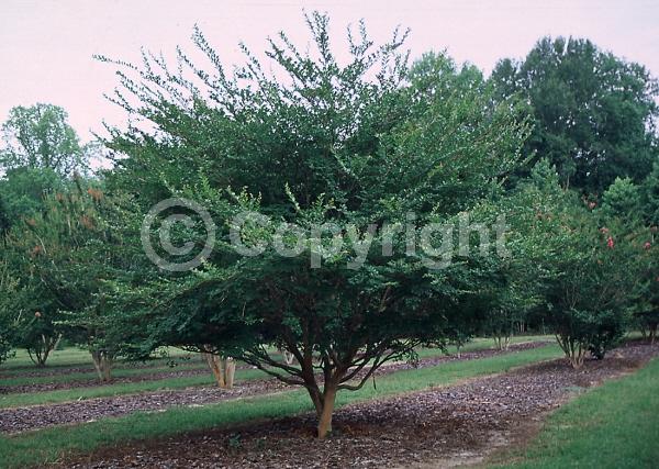 White blooms; Deciduous; Broadleaf