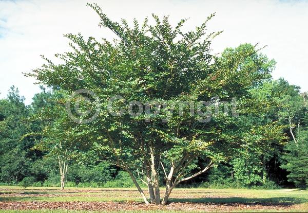 White blooms; Deciduous; Broadleaf