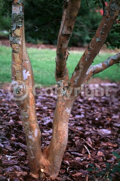 Pink blooms; Deciduous
