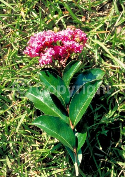 Pink blooms; Deciduous; Broadleaf