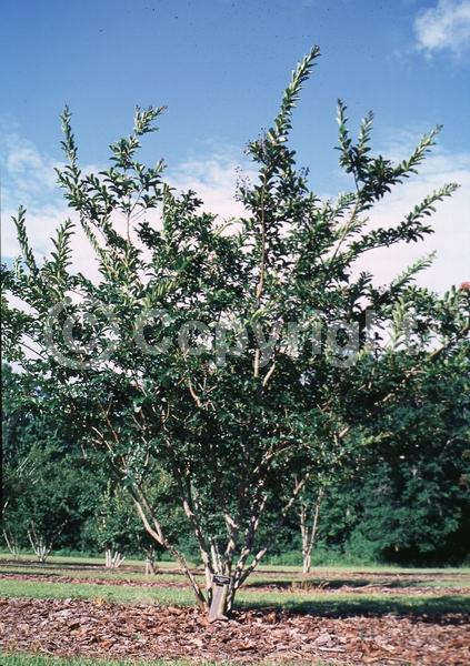 Pink blooms; Deciduous; Broadleaf