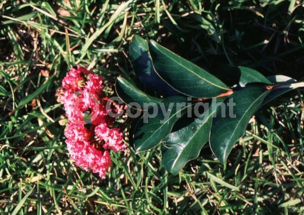Pink blooms; Deciduous; Broadleaf