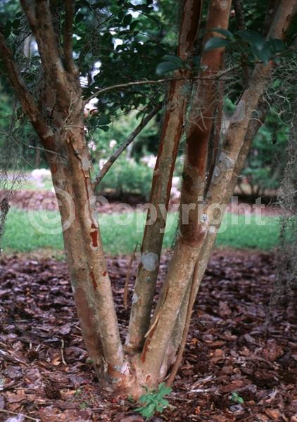 Pink blooms; Deciduous; Broadleaf
