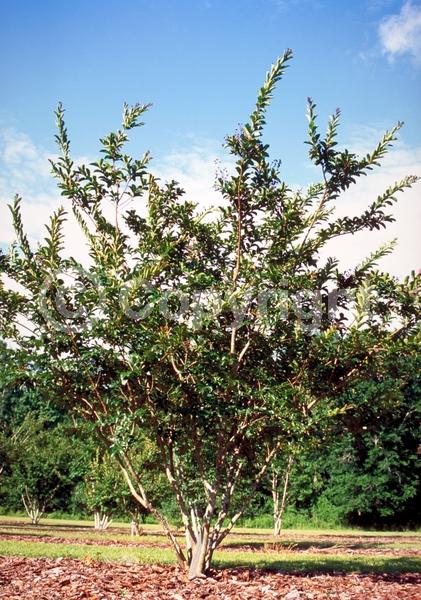 Pink blooms; Deciduous; Broadleaf