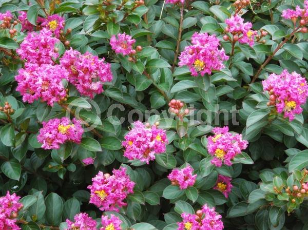 Pink blooms; Deciduous