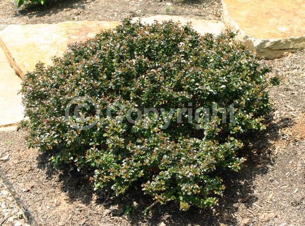 Pink blooms; Deciduous