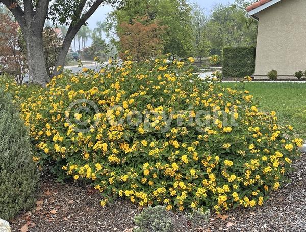 Red blooms; Orange blooms; Yellow blooms; White blooms; Pink blooms; Salmon blooms; Evergreen
