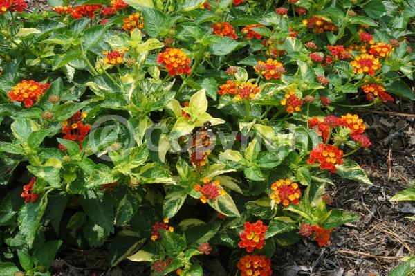 Red blooms; Orange blooms; Yellow blooms; Evergreen