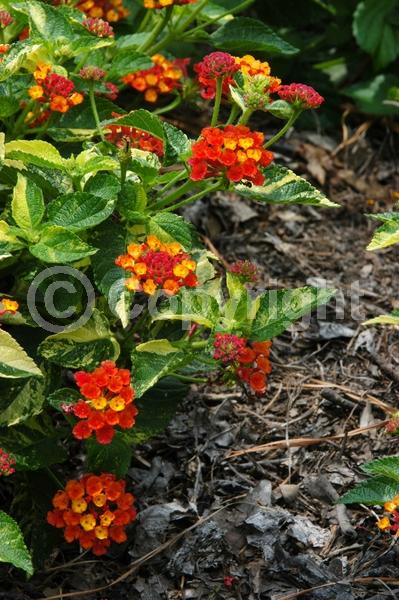 Red blooms; Orange blooms; Yellow blooms; Evergreen