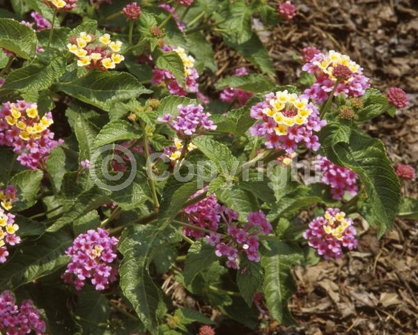 Yellow blooms; Pink blooms; Evergreen