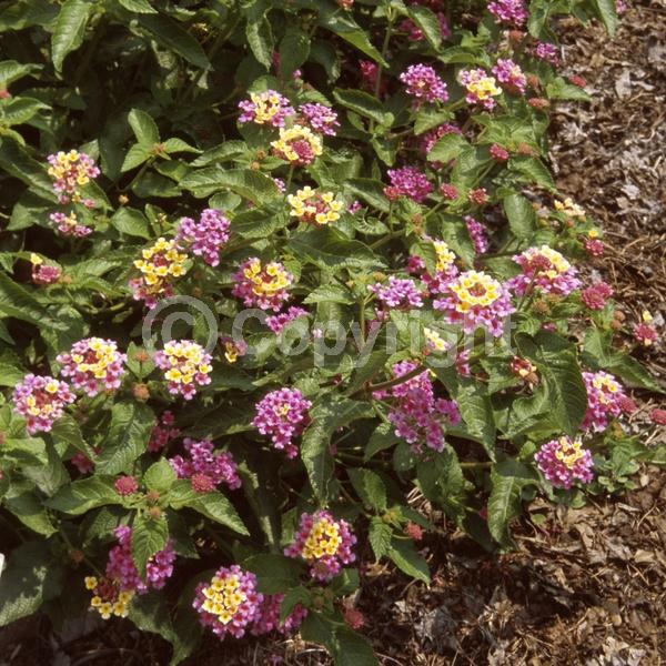 Yellow blooms; Pink blooms; Evergreen