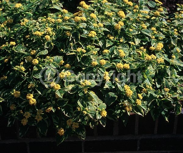 Yellow blooms; Evergreen