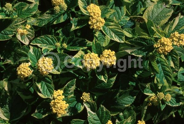 Yellow blooms; Evergreen