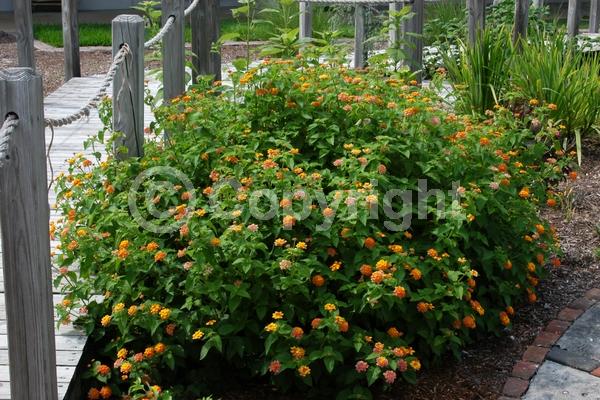 Orange blooms; Pink blooms; Evergreen