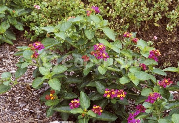 Red blooms; Yellow blooms; Pink blooms