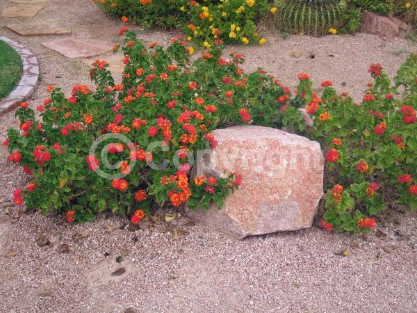 Red blooms; Orange blooms; Evergreen