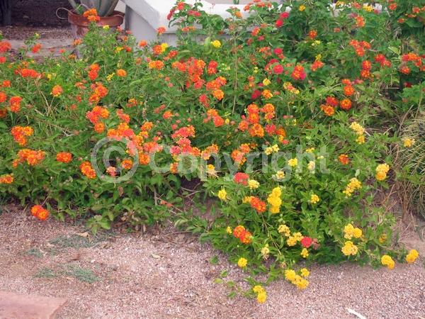 Red blooms; Orange blooms; Evergreen