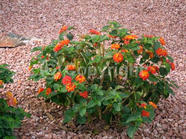 Red blooms; Orange blooms; Evergreen