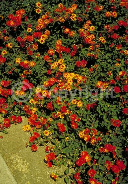 Orange blooms; Yellow blooms; Evergreen