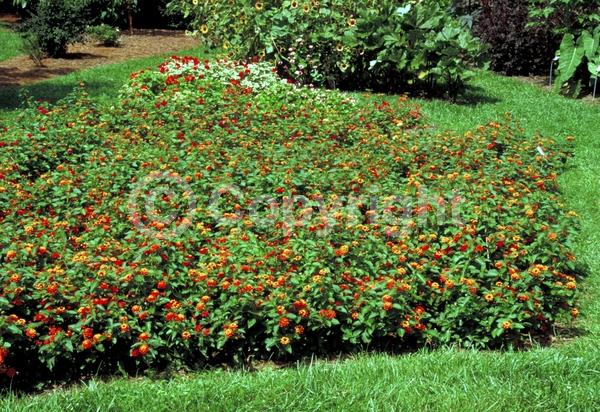 Red blooms; Orange blooms; Evergreen