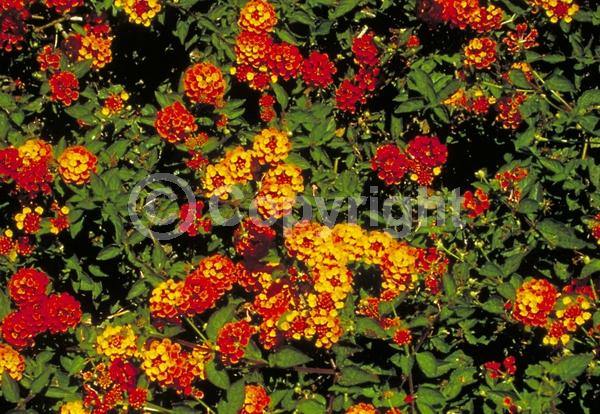 Orange blooms; Yellow blooms; Evergreen