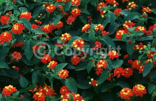 Red blooms; Orange blooms; Evergreen