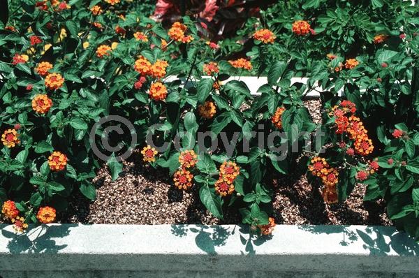 Red blooms; Orange blooms; Evergreen