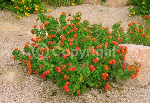 Red blooms; Orange blooms; Evergreen