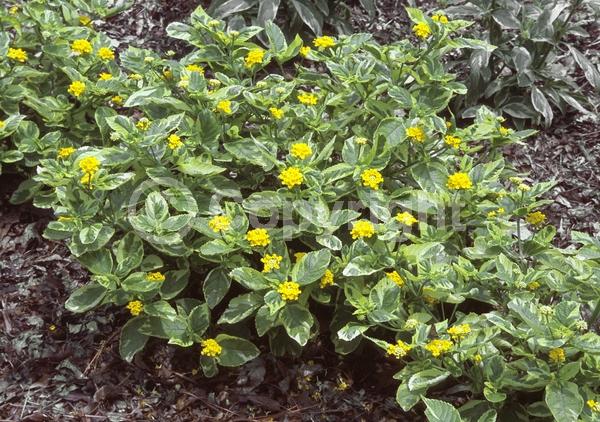 Yellow blooms; Evergreen