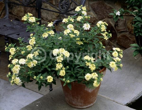 White blooms; Evergreen