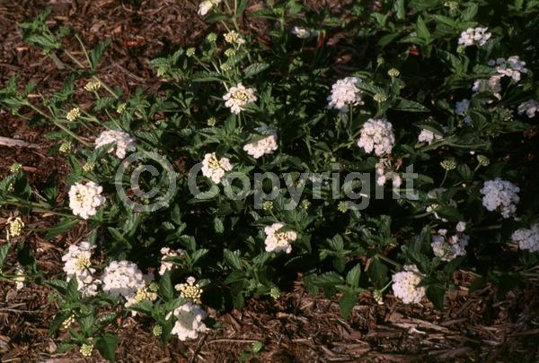 White blooms; Evergreen