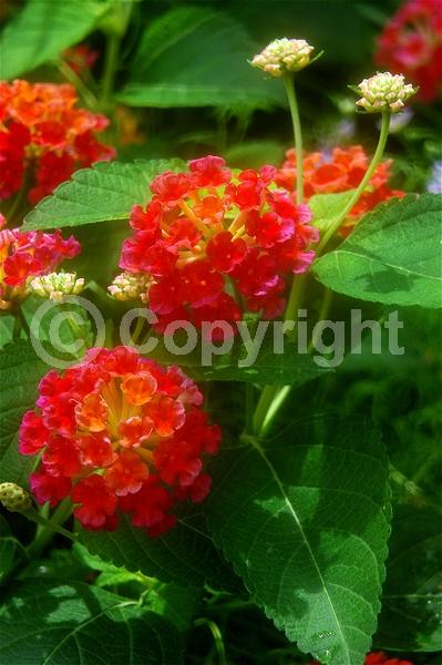 Red blooms; Orange blooms; Yellow blooms; White blooms; Pink blooms; Salmon blooms; Evergreen