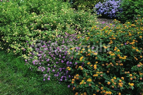 Red blooms; Orange blooms; Yellow blooms; White blooms; Pink blooms; Salmon blooms; Evergreen