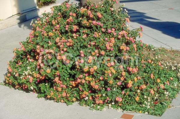 Red blooms; Orange blooms; Yellow blooms; White blooms; Pink blooms; Salmon blooms; Evergreen