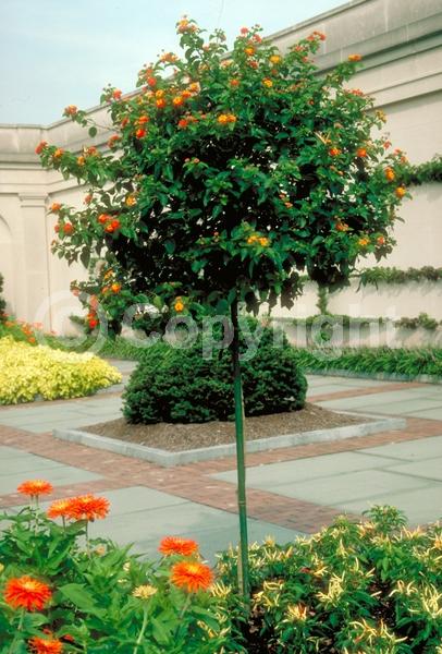 Red blooms; Orange blooms; Yellow blooms; White blooms; Pink blooms; Salmon blooms; Evergreen