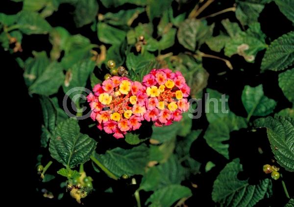 Red blooms; Orange blooms; Yellow blooms; White blooms; Pink blooms; Salmon blooms; Evergreen