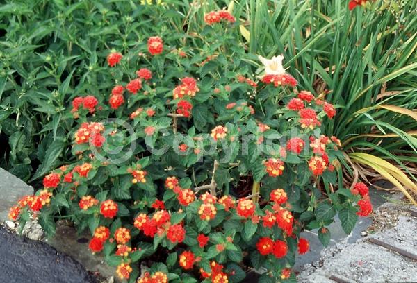 Red blooms; Orange blooms; Yellow blooms; White blooms; Pink blooms; Salmon blooms; Evergreen