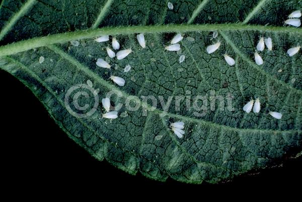 Red blooms; Orange blooms; Yellow blooms; White blooms; Pink blooms; Salmon blooms; Evergreen