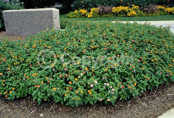 Red blooms; Orange blooms; Yellow blooms; White blooms; Pink blooms; Salmon blooms; Evergreen